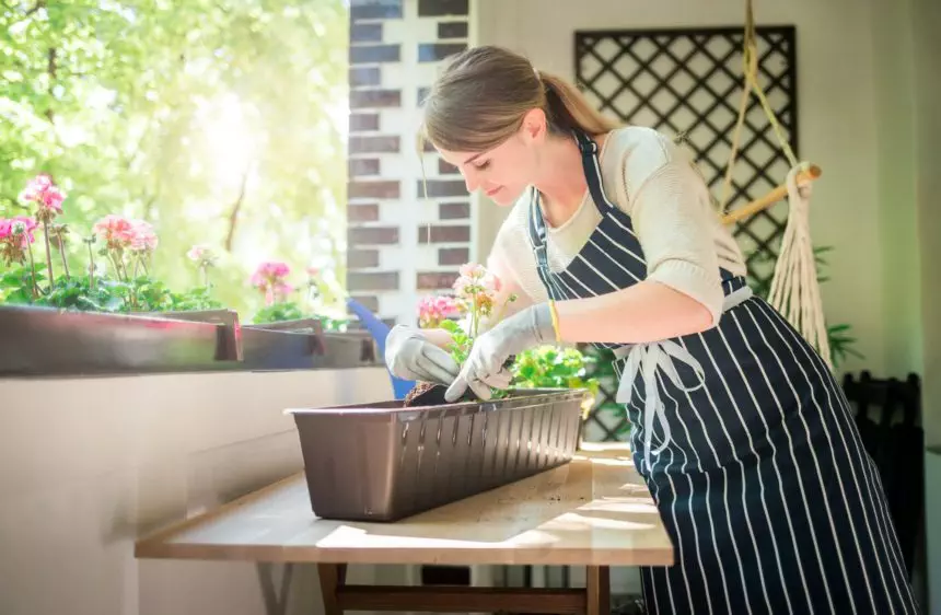 Woman plants flowers in a pot on the balcony