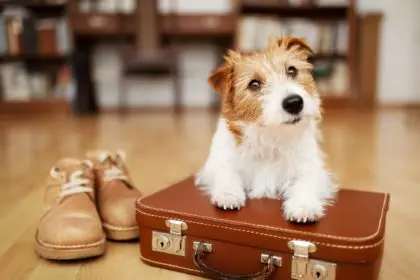 Cute dog listening on a retro suitcase, pet travel