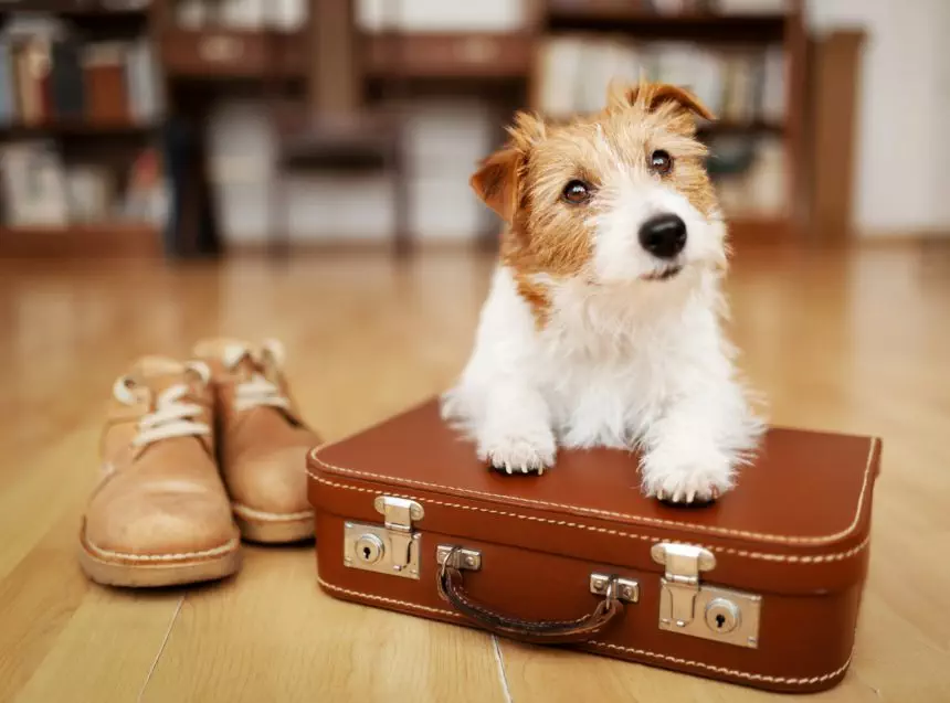 Cute dog listening on a retro suitcase, pet travel